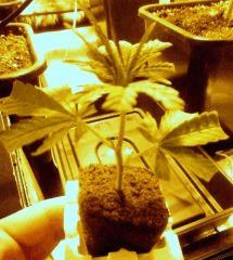 Bouture white diesel