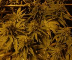 White diesel herma
