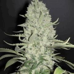 white widow X Big Bud 2425 1