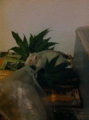 Mr Gilbert