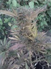 Photo0342