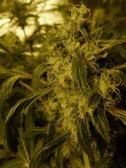 SSSDH macro