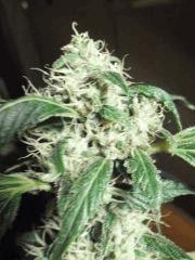 SSSDH flo +40
