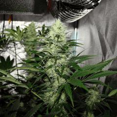 Advanced Seeds Kaya 47 Flo+49