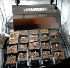[TERRE] [400W MH/HPS] [JTR / NL X AFGHANI / OC / WW x BB / ICED]