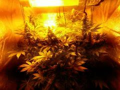 Barneys Pinneaple Chunk + Critical + Kaya 47