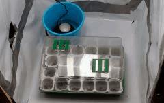 Après la germination