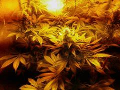 Barneys Pinneaple Chunk + Critical + Kaya 47