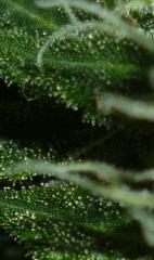 Skunk#2 2