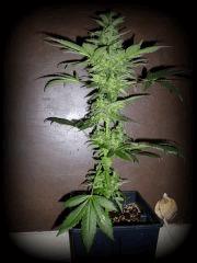 OB W.Skunk