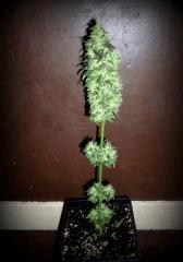 skunk flo + 72