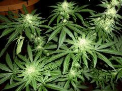 P1030968