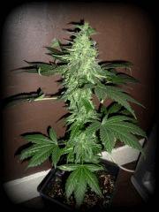 W.Skunk