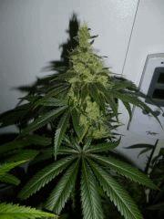 skunk 61 jours de 12/12