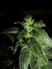 OB W.Skunk