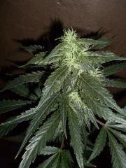 OB Skunk