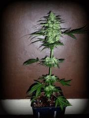 OB Skunk