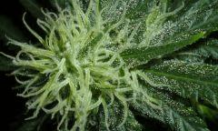 macro 1 skunk 1