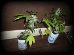 Les DEux Petite OB Skunk