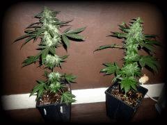 Skunk & W.Skunk