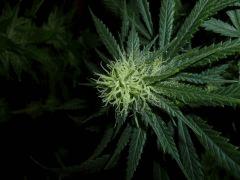 tete skunk 1