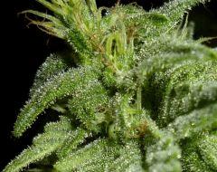 macro white Skunk 1