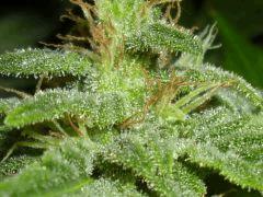 Mac W.skunk 2