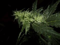 Ob Skunk