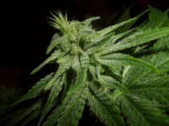 tete De wskunk Macro 1