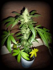 OB SKUNK