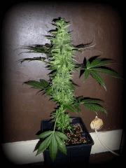 W.Skunk