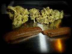 Skunk