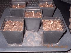 5eme jour germination