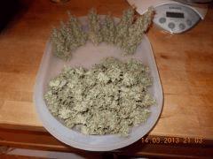 5eme plant
