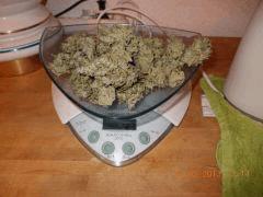 1er plant