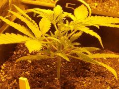 2 C 14 Zoom 2
