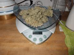 3eme plant