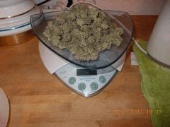 4eme plant