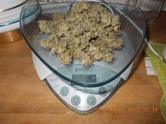 2eme plant