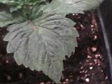 Plant numéro 6  Saint Croissance  10