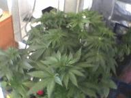 Pic 20120524 020