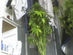 Pic 20120629 005