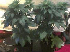 Pic 20120528 058