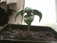 Plant Numéro 1  évolution Au 2ème étage.bis