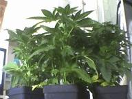Pic 20120524 003