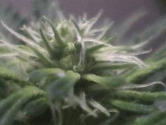 Pic 20120528 017
