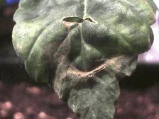 Plant Numéro 1  évolution Au 2ème étage. zoom feuille1
