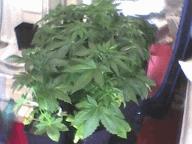 Pic 20120524 027
