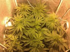 DSC 0088
