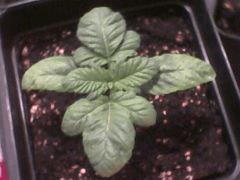 Plant Numéro 4  Qui A commencé à Se RabougrirCroissance  9
